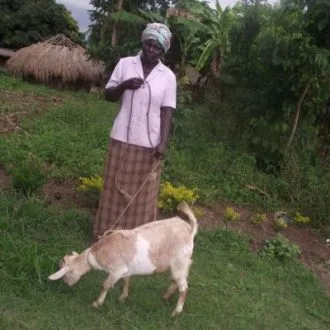 Actual Goat Gifts in Uganda